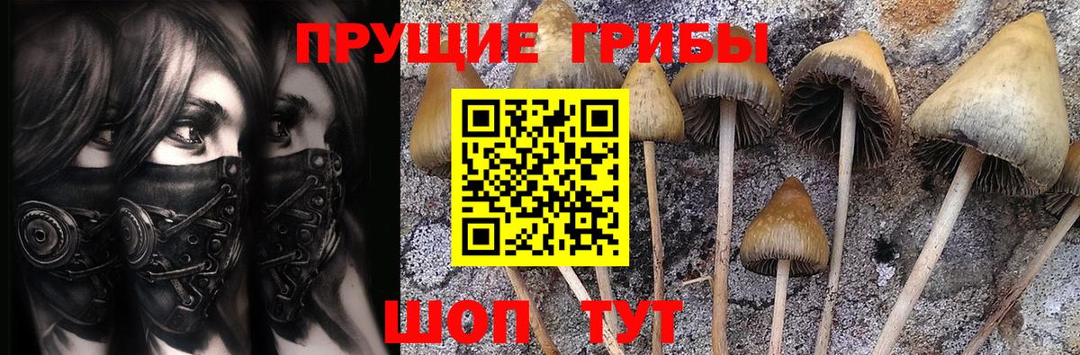 Галлюциногенные грибы Psilocybine cubensis Холмск